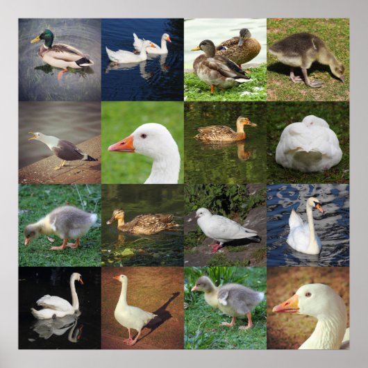 Fotopatchwork - vogels poster (Voorkant)
