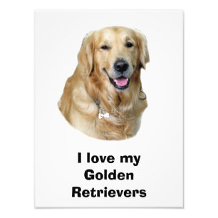 Fotoportret Golden Retriever Foto Afdruk