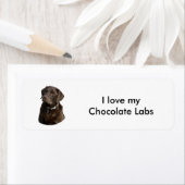 Fotoportret van Chocolate Labrador Etiket (Insitu)