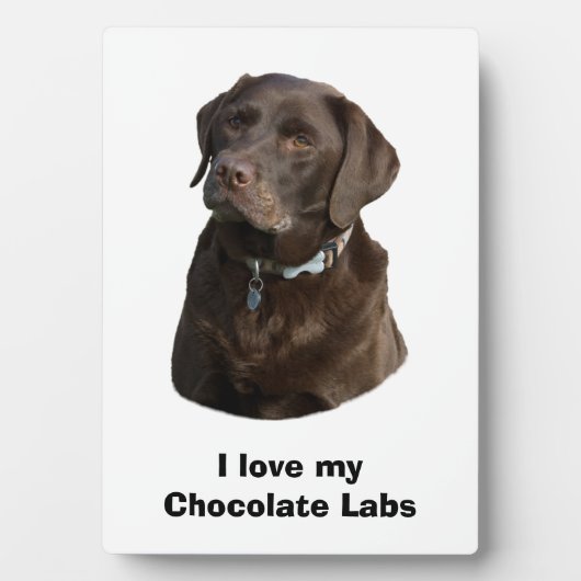 Fotoportret van Chocolate Labrador Fotoplaat (voorkant)