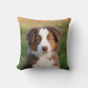 Fotoportret van Cute Australian Shepherd Dog Puppy Kussen