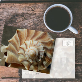 Fotopostkaart met Lightning Whelk-Schelp Briefkaart