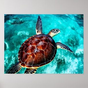 Fotorealistische Zee schildpad in Turkooiswater Poster