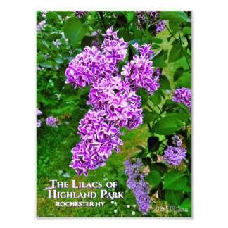 Foto's afdrukken (exacte grootte) - Paarse Lilacs Foto Afdruk