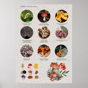 Foto's en illustraties van eetbare paddenstoelen poster