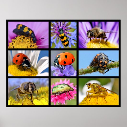Foto's mozaïek van insecten poster (Voorkant)