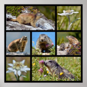 Foto's mozaïekalpiene marmots en edelweiss poster (Voorkant)
