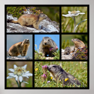Foto's mozaïekalpiene marmots en edelweiss poster