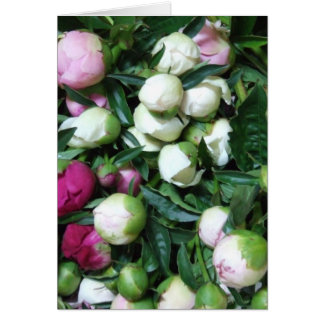 Foto's Peony en Garden 2008 135