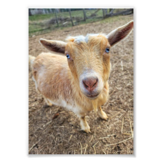 Foto's van 5 x 7 inch || Ginger Foto Afdruk