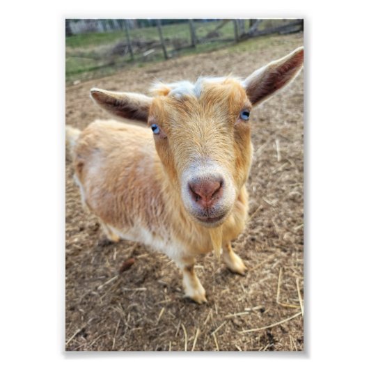 Foto's van 5 x 7 inch || Ginger Foto Afdruk (Voorkant)