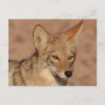 Foto's van coyote in Nevada