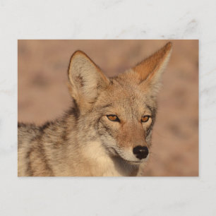 Foto's van coyote in Nevada Briefkaart