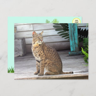 Foto's van een bobcat in Florida Briefkaart