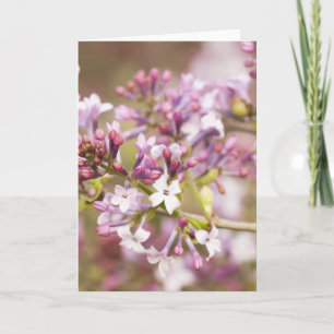 Foto's van Lila voorjaarsbloesems Kaart