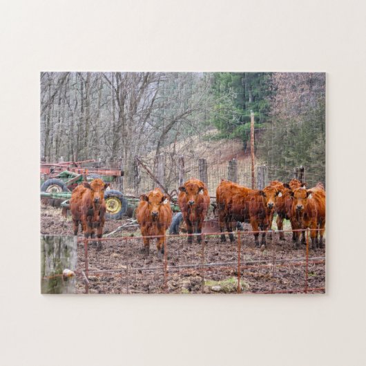 Foto's van Minnesota Calves. Legpuzzel (Horizontaal)