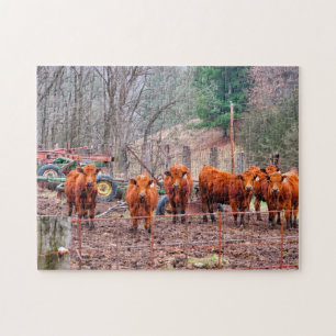 Foto's van Minnesota-kalveren. Legpuzzel