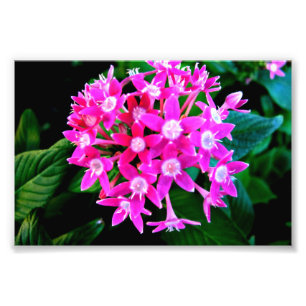 Foto's van prachtige roze bloemen foto afdruk