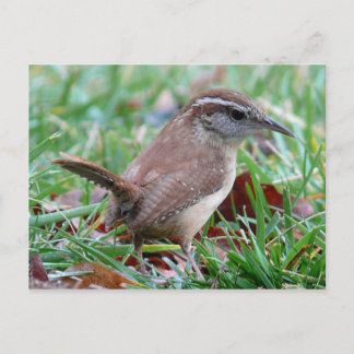 Foto's: vogels - briefkaart