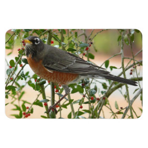 Foto's : vogels - magneet