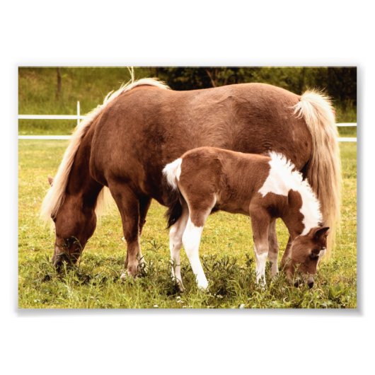 Foto's voor paarden en Pony Foto Afdruk (Voorkant)