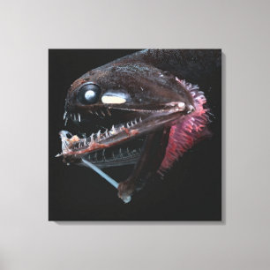 Fotostomias Guernei Canvas Afdruk