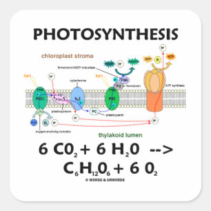 Fotosynthese (chemische formule) vierkante sticker