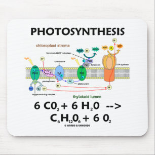 Fotosynthese (koolstofdioxide + water) muismat