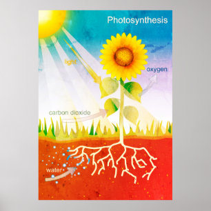 Fotosynthese Poster