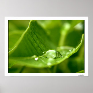 fotosynthetisch poster