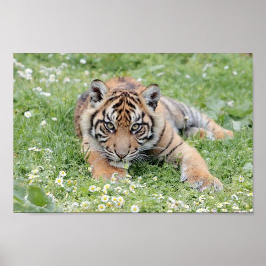 Fototijger, dieren 0300. poster (Voorkant)