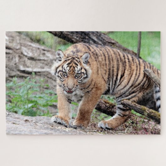 Fototijger, dieren 0310. legpuzzel (Horizontaal)