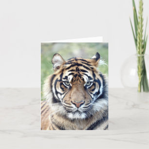 Fototijger , huisdier , dierenkaart kaart