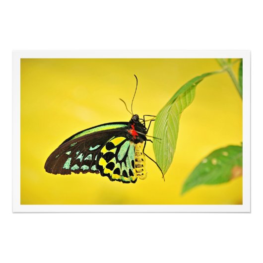 Fotouitbreiding Foto Afdruk (Voorkant)