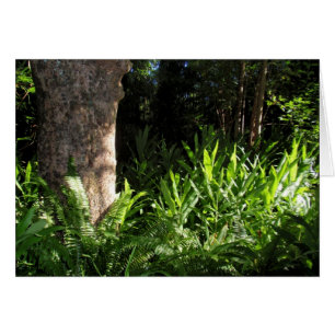 Fougères et gingembre sauvages