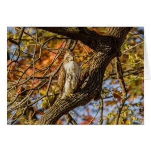 Foulque et feuillage d'automne