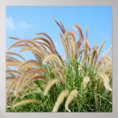 Fountain Grass Poster (Voorkant)