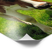 Four chatting cows foto afdruk (Hoek)