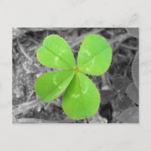 Four Leaf Clover Postcard - Black & White & Green Briefkaart