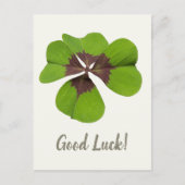 Four Leaf Lucky Clover St Patricks Day Succes Feestdagenkaart (Voorkant)