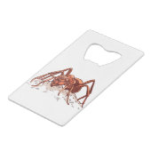 Fourmi Insecte Courageuse (Devant Angle)