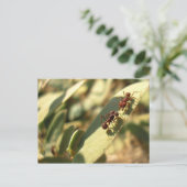 Fourmis et attitude - Carte postale n° 1 (Debout devant)