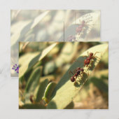 Fourmis et attitude - Carte postale n° 1 (Devant / Derrière)