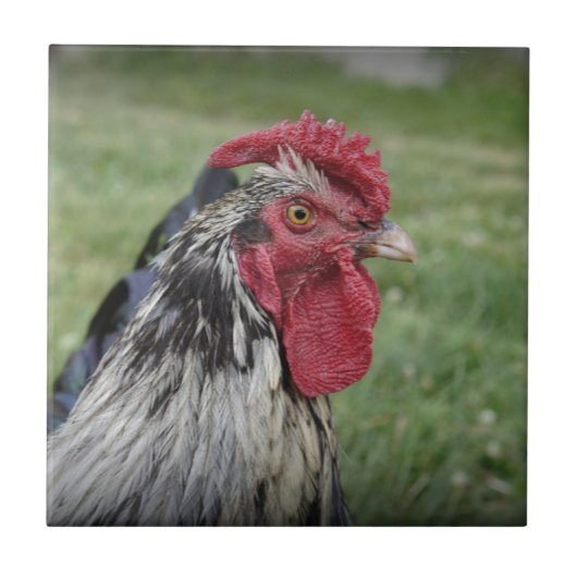 Fowl Face Tegeltje (Voorkant)
