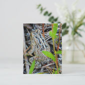 Fowlers Toad Postcard Briefkaart (Staand voorkant)