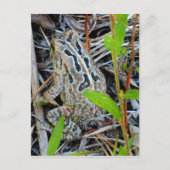 Fowlers Toad Postcard Briefkaart (Voorkant)