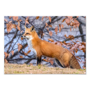 Fox, bladeren en mist foto vergroting afdruk