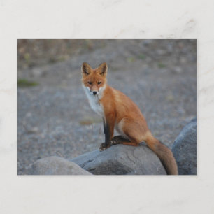 Fox Briefkaart