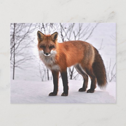 Fox Briefkaart (Voorkant)