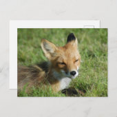Fox Closeup, Brooks Herfsten Alaska Briefkaart (Voorkant / Achterkant)